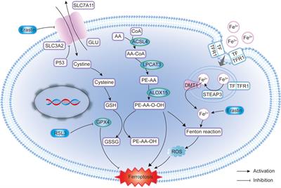 Ferroptosis: A novel therapeutic strategy and mechanism of action in glioma